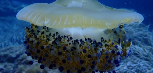 Un frito flotante / Fotografía: Moritz Simmeth, de 8 años, premiado en la categoría Infantil