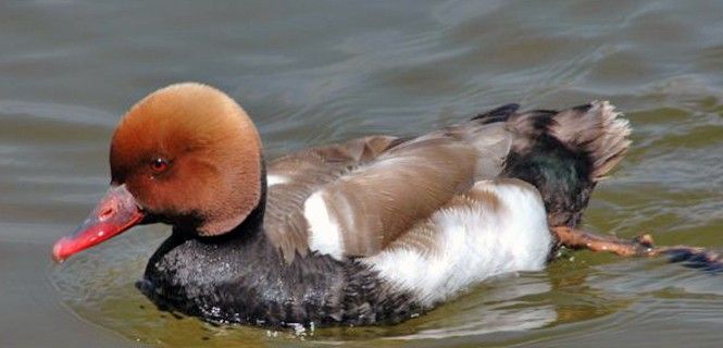 El pato colorado depende de la calidad del agua / Foto: SEOBirdLife - Juan Carlos Atienza