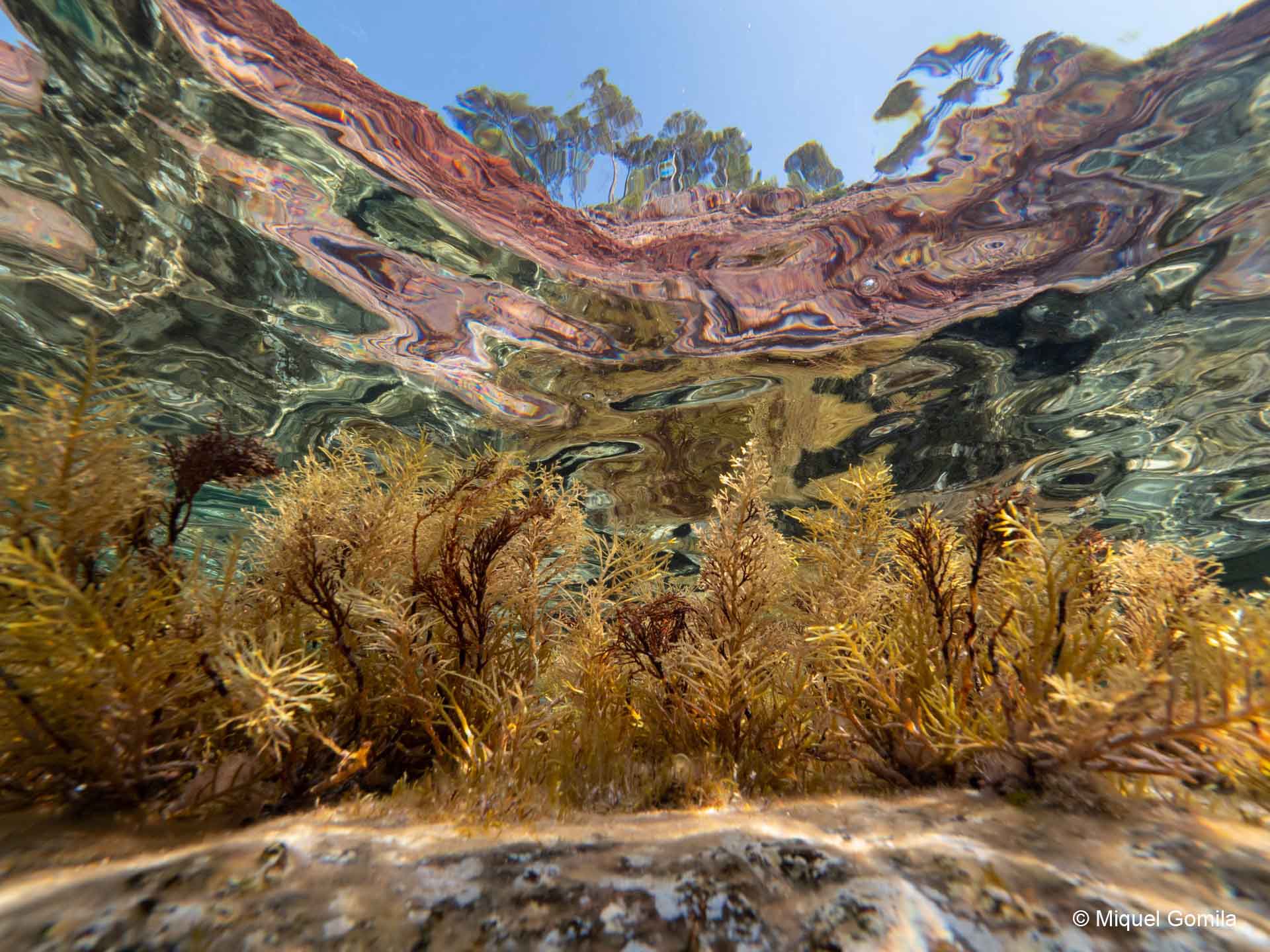 Algas que vivne en dos mundos / Fotografía: Miquel Gomila, primer premio MARE Plantae en la categoría Adulto-Experto