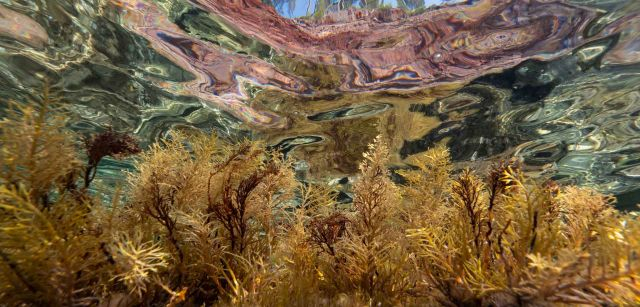 Algas que vivne en dos mundos / Fotografía: Miquel Gomila, primer premio MARE Plantae en la categoría Adulto-Experto