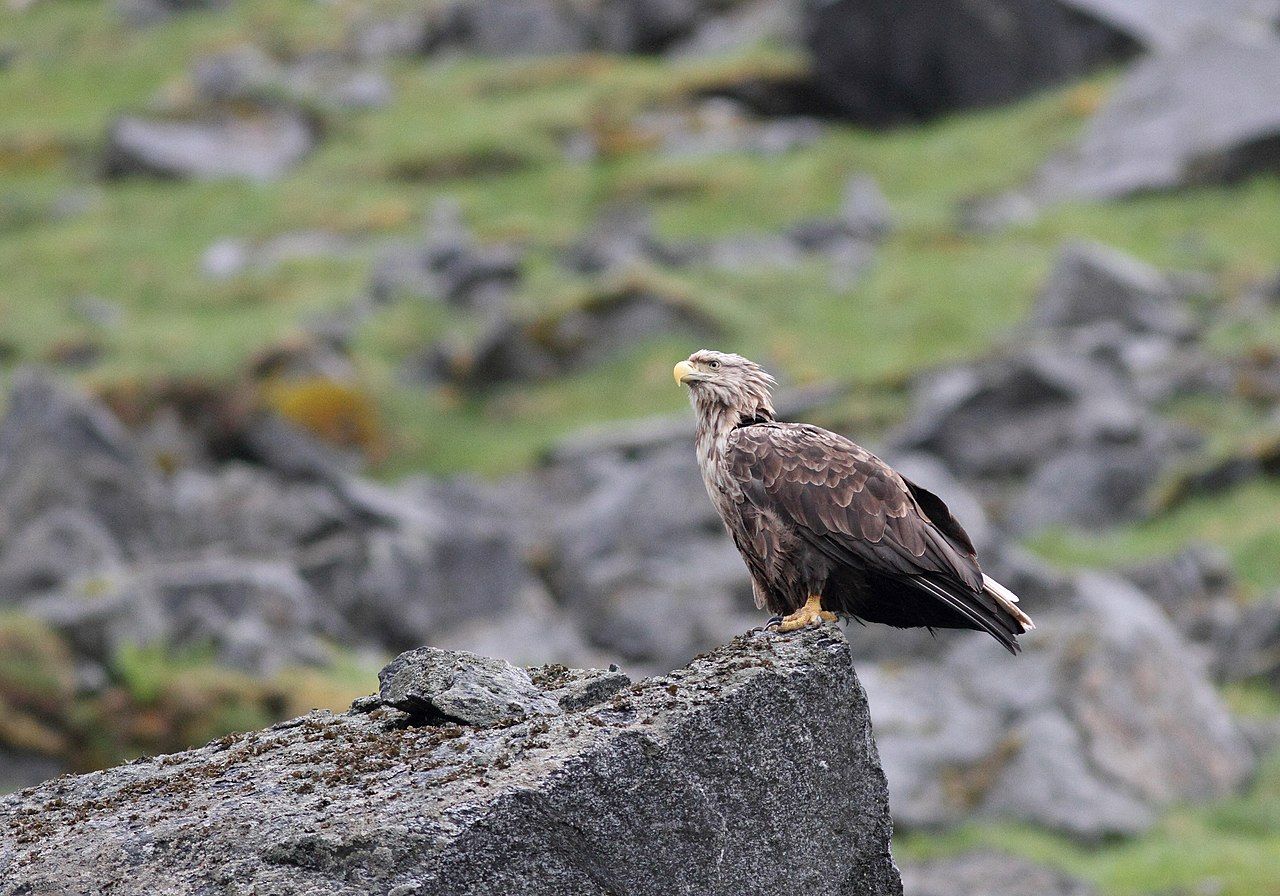 Pigargo europeo (Haliaeetus albicilla), islas Lofoten, Noruega. Liberar pigargos en España / Foto: Bouke ten Cate / Wikimedia