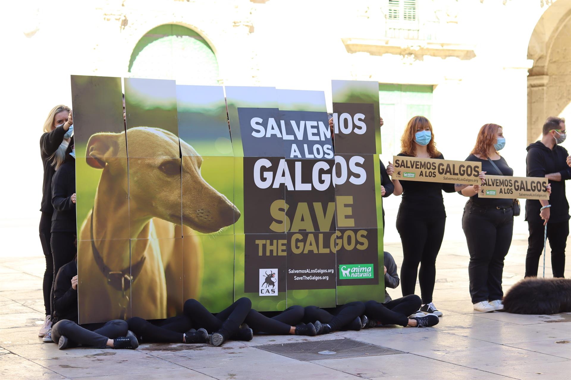 'Salvemos los galgos', es la campaña de AnimaNaturalis: Más de 50.000 galgos son abandonados cada año en España / Foto: AnimaNaturalis - EP