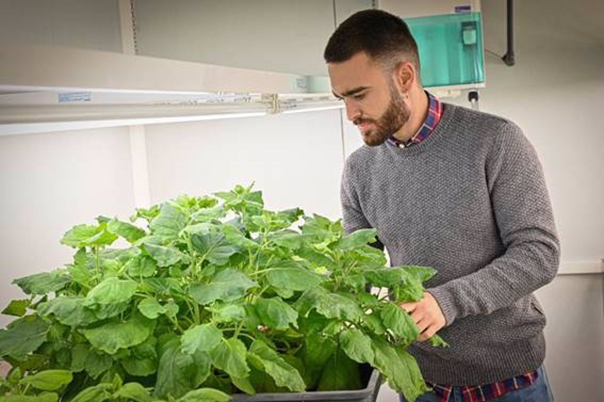 El CSIC desarrolla plantas capaces de liberar feromonas sexuales / Foto: CSIC - EP