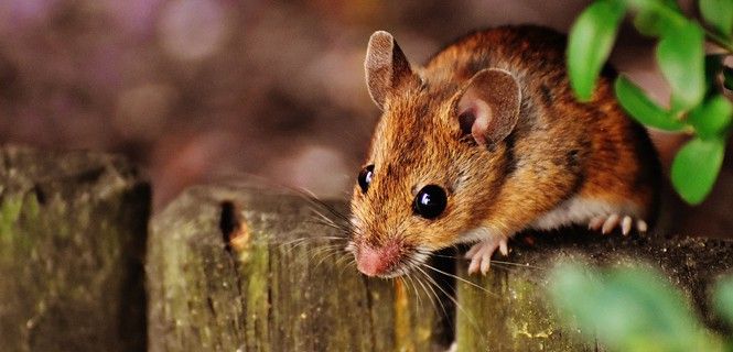 Ejemplar de  'Mus musculus domesticus' / Foto: Pixabay