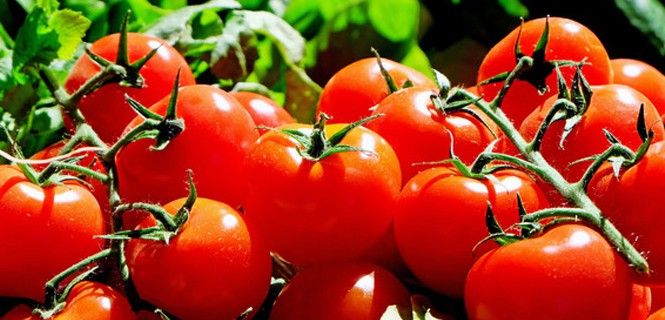 Los compuestos de tomates rojos y lisos son más activos en la prevención del cáncer colorrectal / SINC - Fundación Descubre 