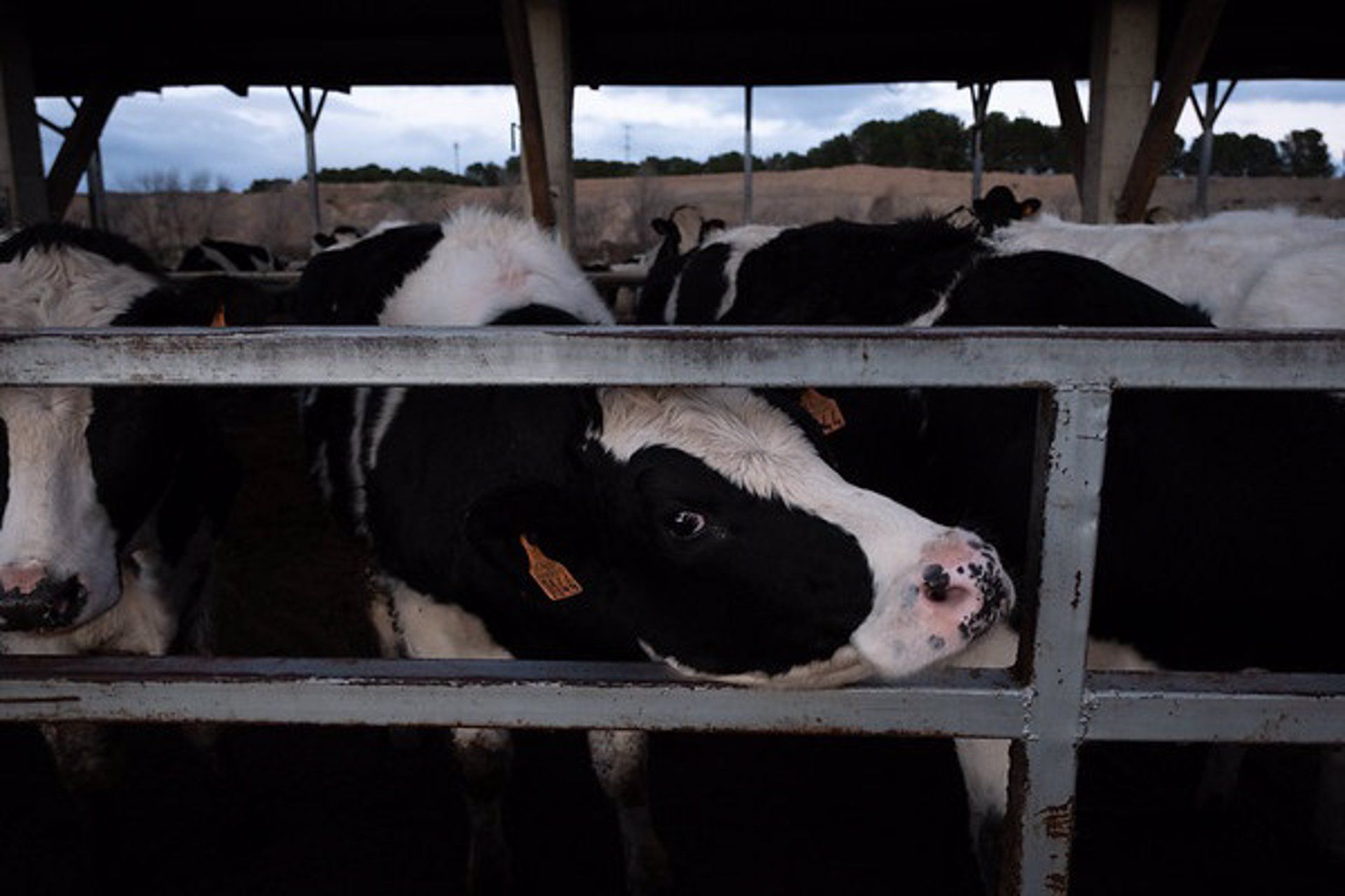 Un ejemplar de vaca de las muchas explotaciones bovinas que existen / Foto: Greenpeace - EP