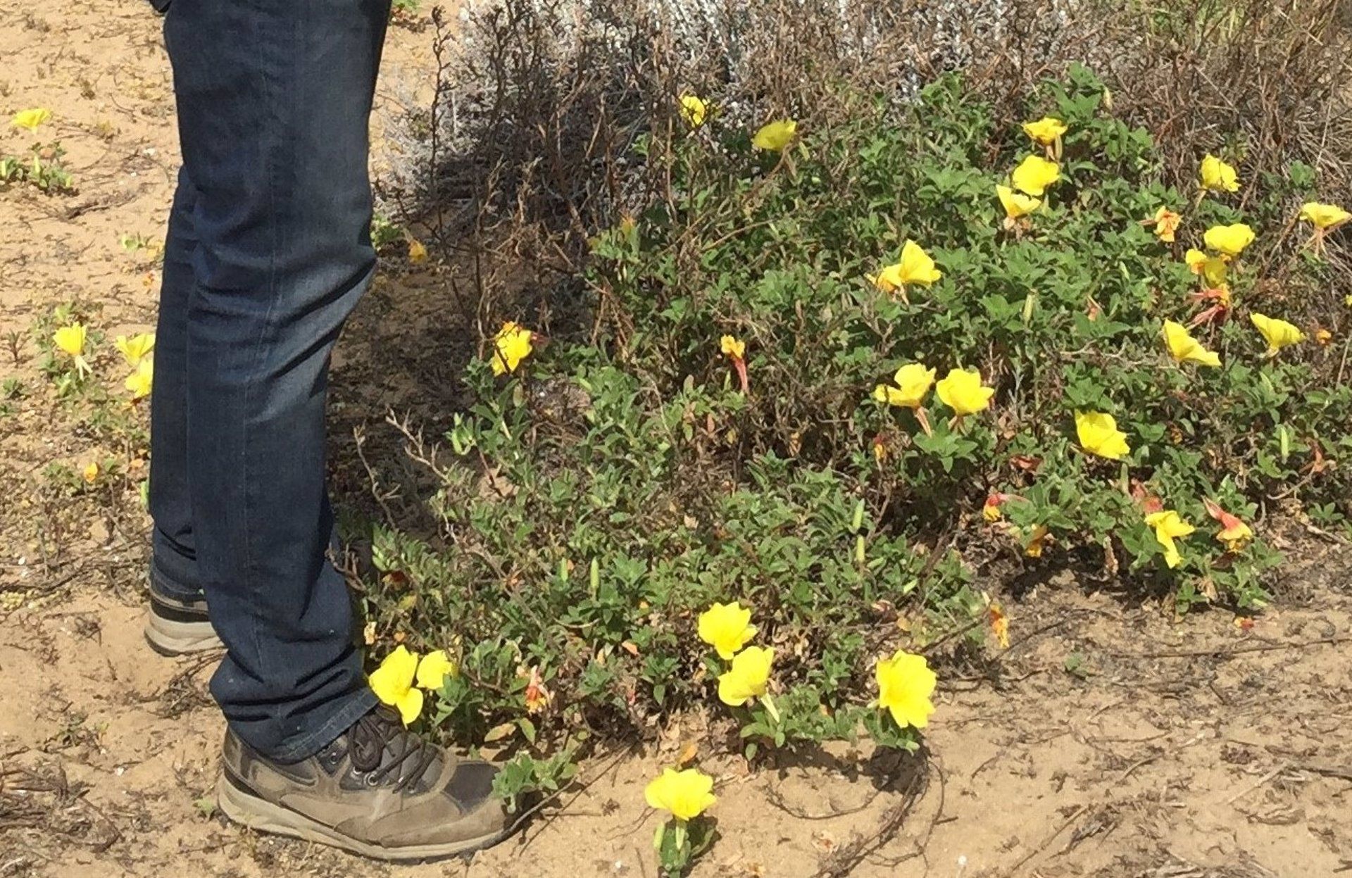 Planta onagra, especie exótica invasora / Foto: Junta de Andalucía - EP