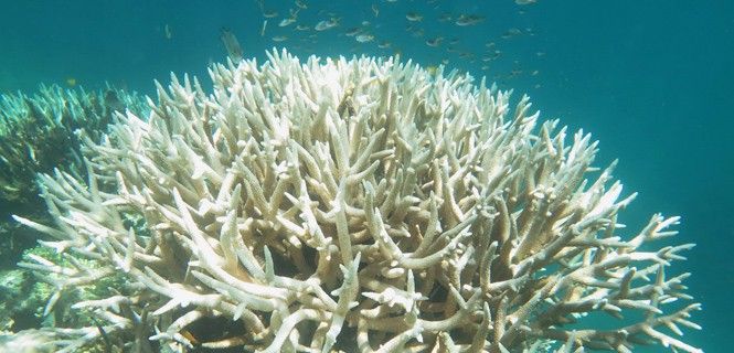 Coral cuerno de ciervo decolorado encontrado entre Townsville y Cairns en marzo de 2017 / Foto: Bette Willis ARC