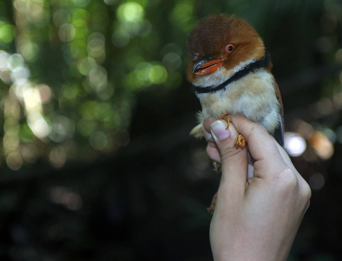 Un Buco Musiú ('Bucco Capensis'), uno de los pájaros representativo del sotobosque amazónico / Foto: Vitek Jirinec - SINC