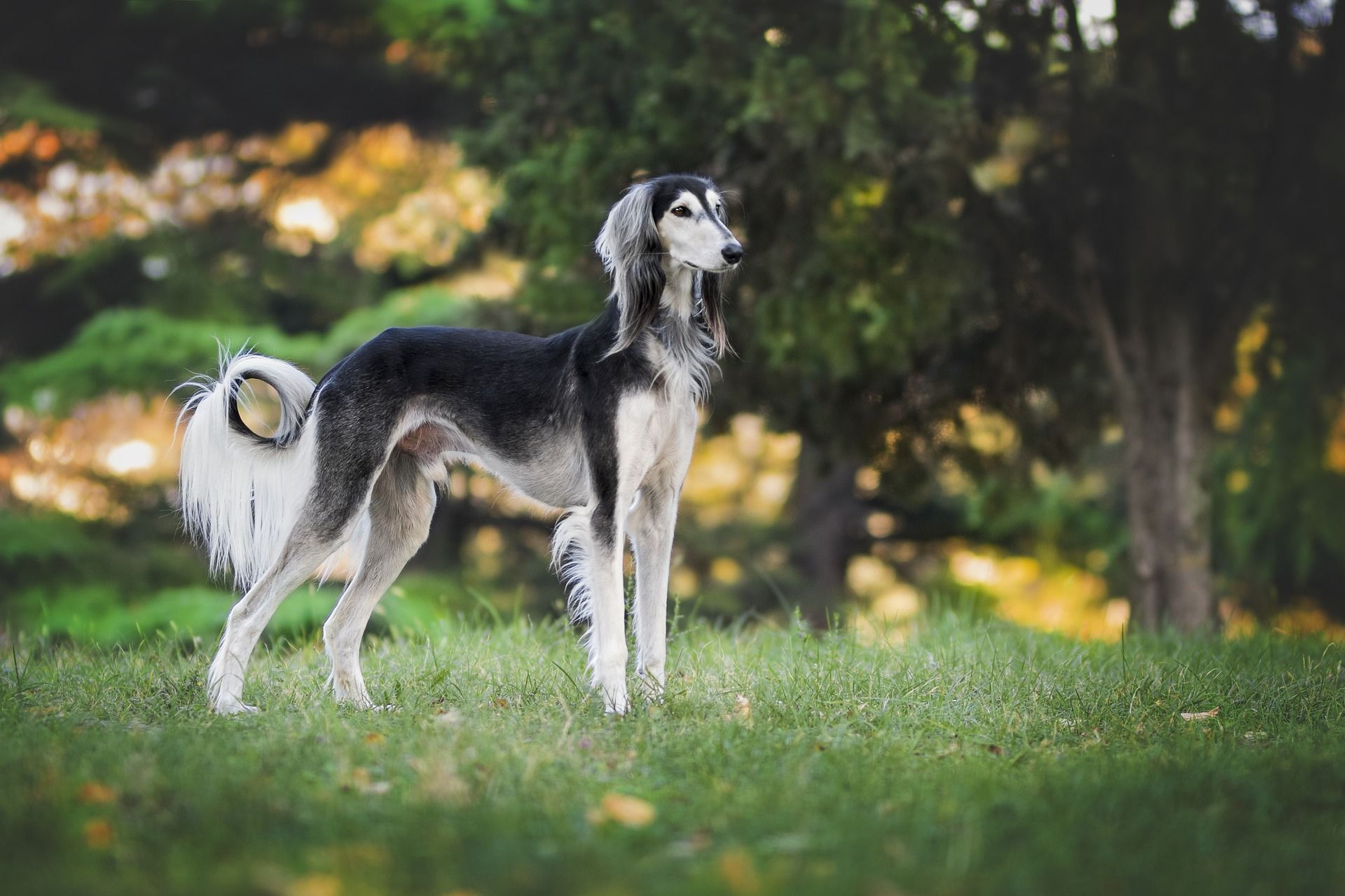 Una nueva ley para limitar las mascotas en Irán / Foto: Pixabay