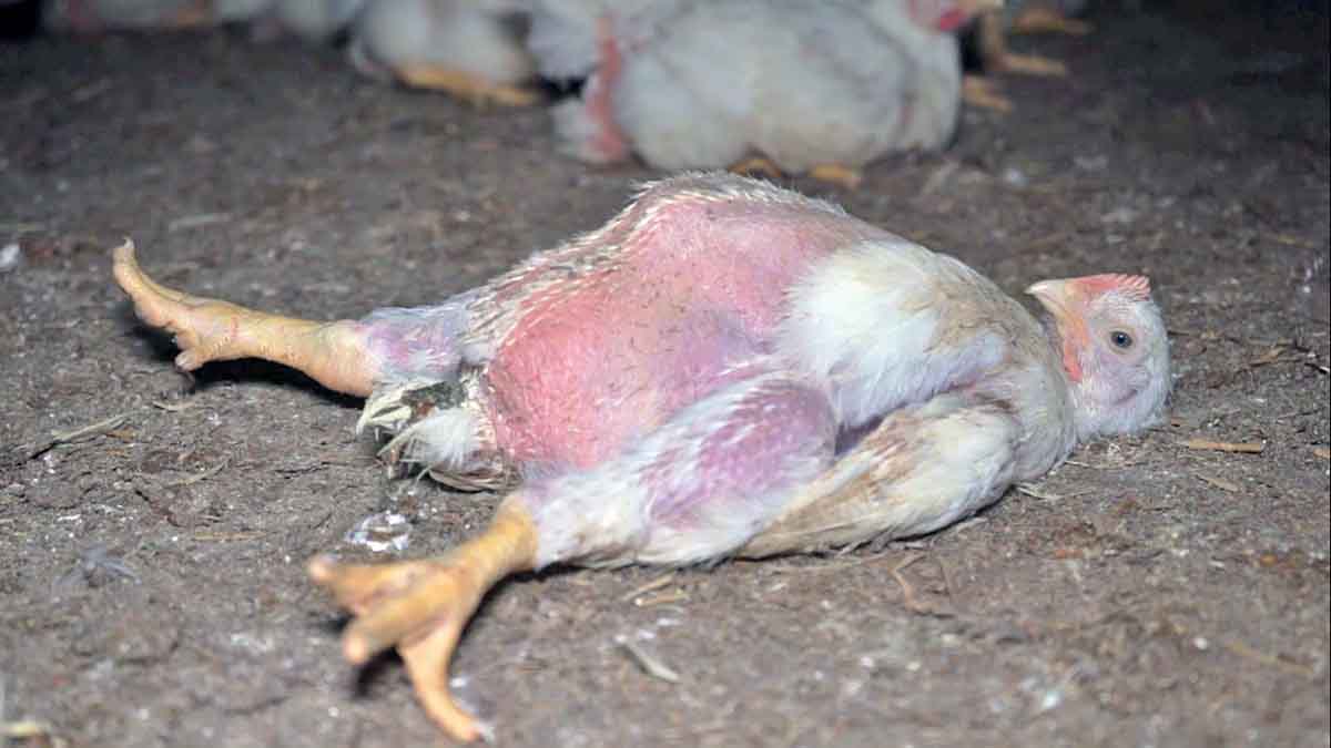 Un pollo de engorde agoniza en el suelo en las instalaciones que se relacionan con Grupo AN avícola / Foto: L214