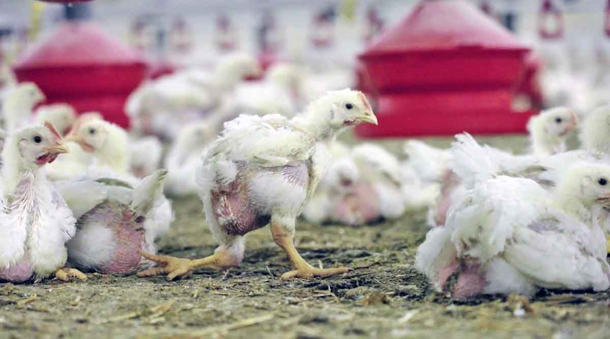 Un ejemplar de pollo de engorde con una pata rota