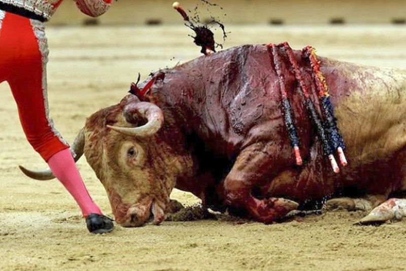 Espectáculo de tauromaquia de toros de lidia / Foto: PACMA