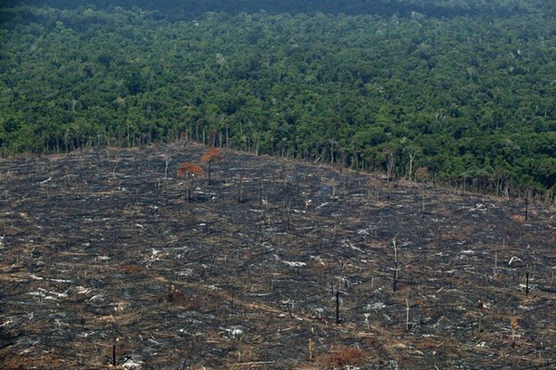 La deforestación de la Amazonia aumenta / Foto: Greenpeace - EP