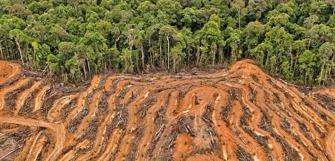 En Indonesia se han destruido más de 1,5 millón de hectáreas de bosque / Foto: Greenpeace