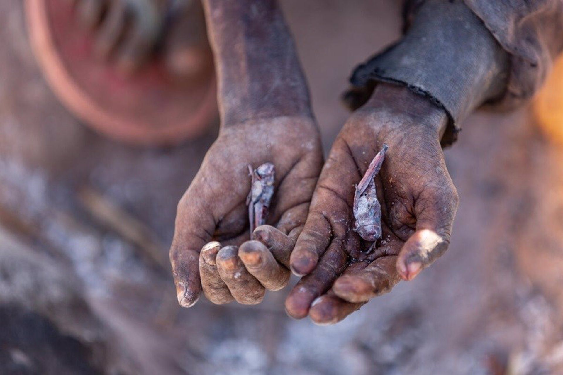 Personas del sur de Madagascar comen langostas para sobrevivir ante la crisis causada por la sequía / Foto: EP