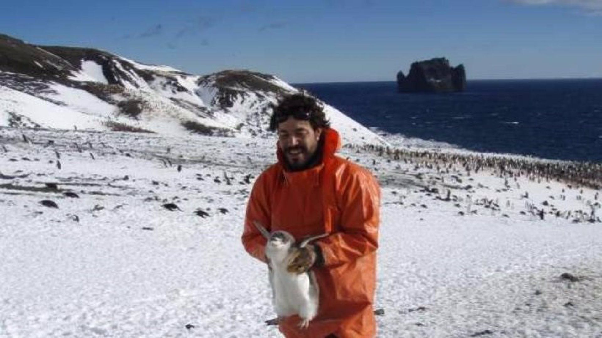 Detectan altos niveles de mercurio en los pingüinos de la Antártida / Foto: UMU - EP