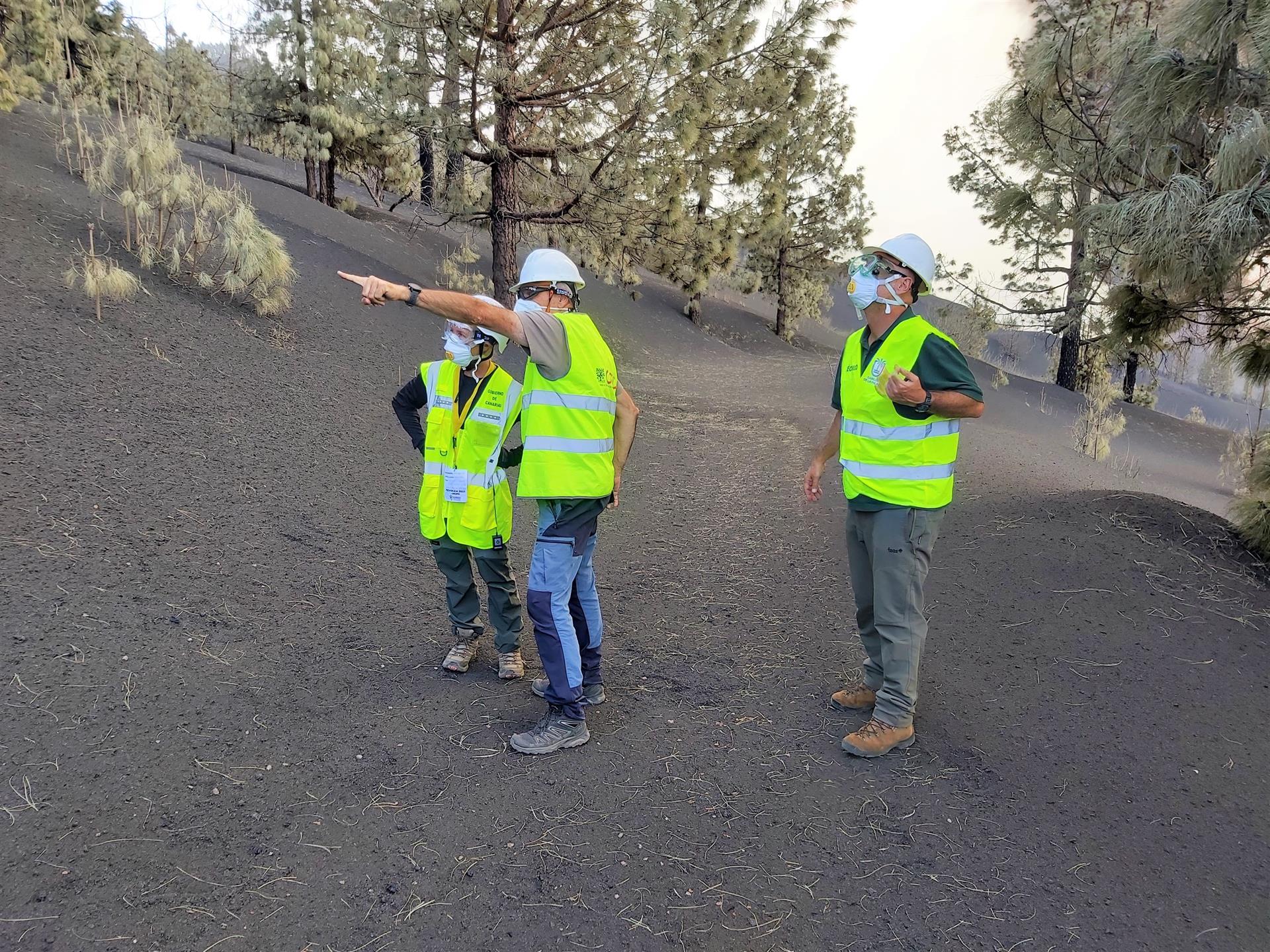 Técnicos investigan el "grave impacto" que la erupción volcánica de la Palma sobre las especies amenazadas  / Foto: EP