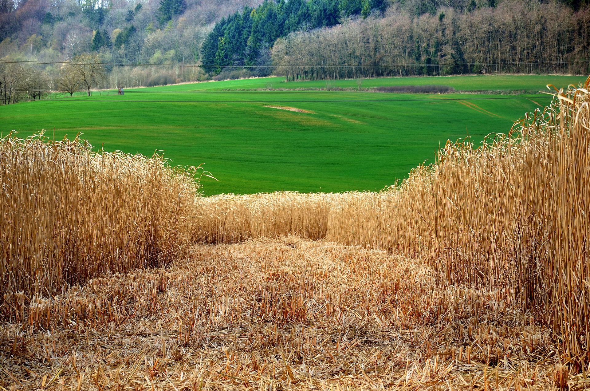 Producir plásticos a partir del fraccionamiento de biomasa / Foto: Pixabay