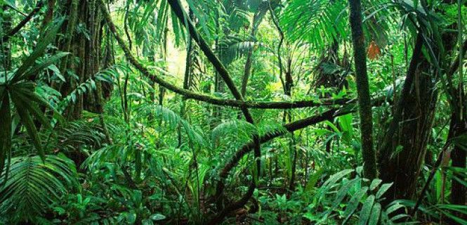 Selva tropical en el estado mexicano de Chiapas. Bosques / Foto: Pixabay