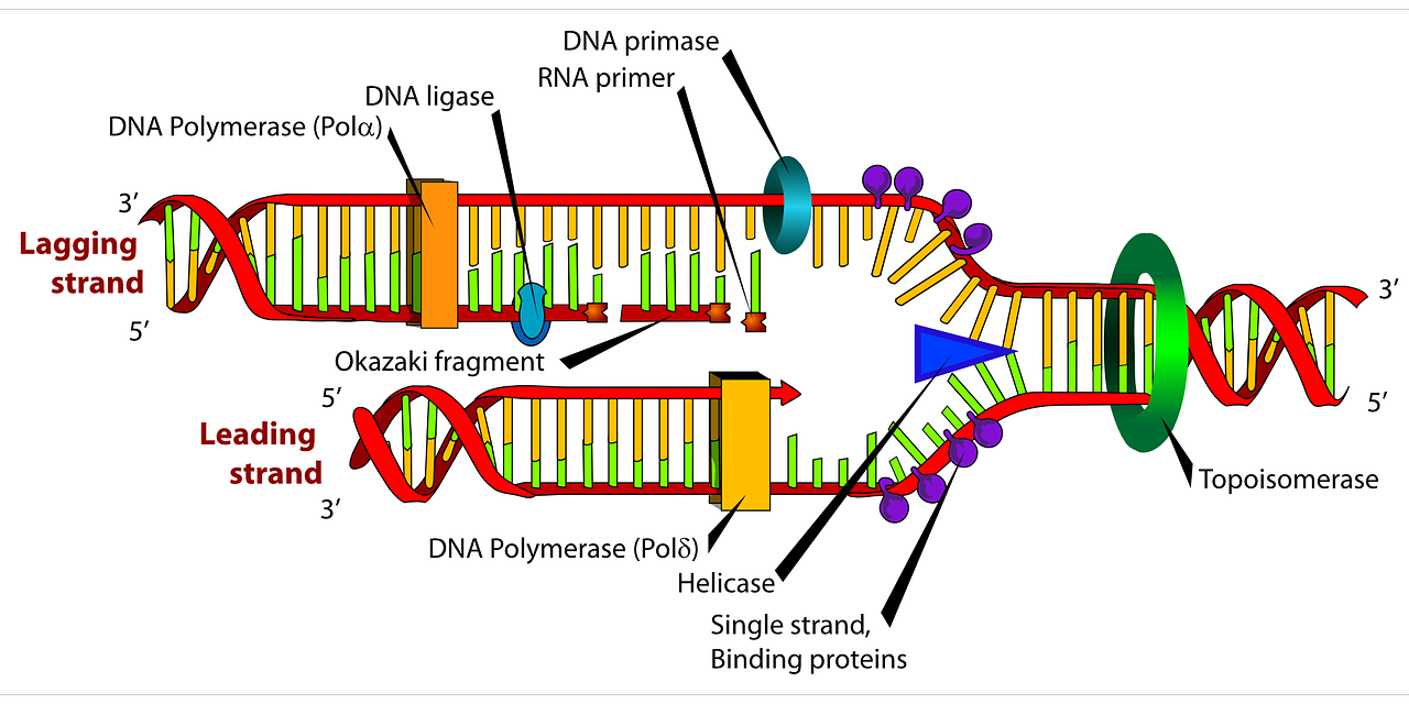 Replicado de ADN. Las batallas sin tregua de las patentes / Imagen: Pixabay