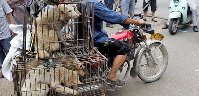 Canes desplazados en un mercado asiático / Foto: EP - Kim Kyung Hoon - REUTERS