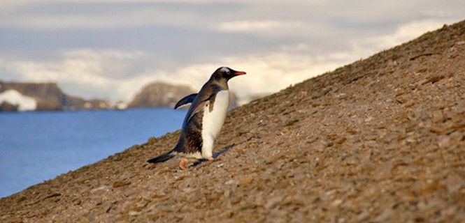 Ejemplar de pingüino papúa en la isla de Ardley Foto: BAS - Stephen Roberts