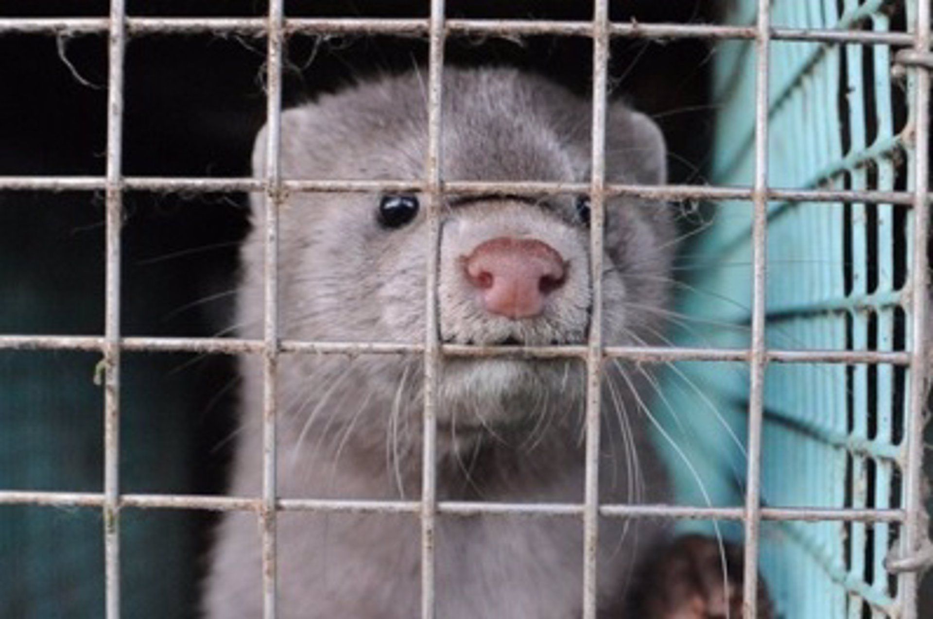 WWF celebra la propuesta de prohibir la cría de visones / Foto: EP