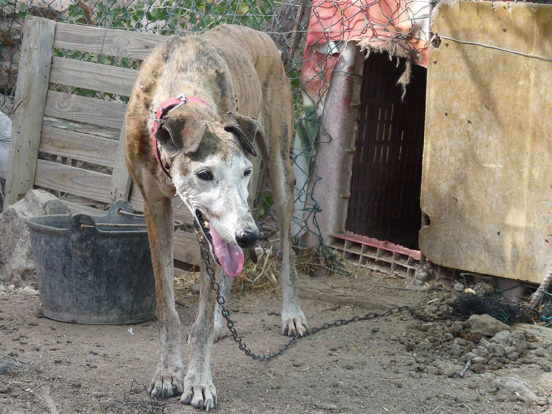 Uno de los animales domésticos en situación de maltrato que denuncia Galgos del Sur / Foto: EP