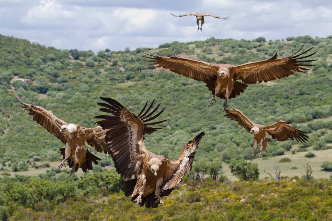 El buitre negro y el águila imperial ibérica se reproducen en el Norte de África / Foto: I. Fajardo - UICN - SINC