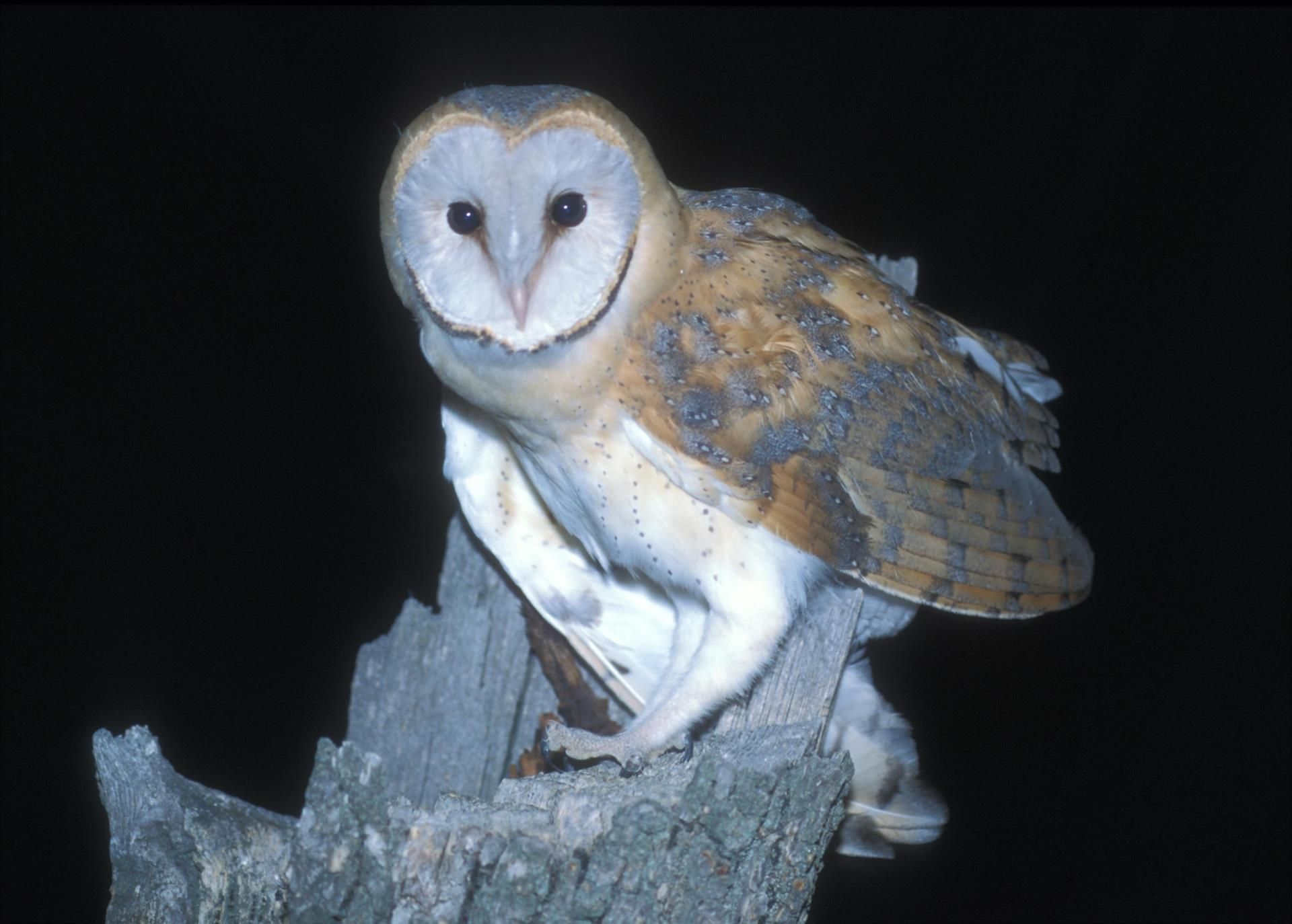 Ejemplar de lechuza común, una de las aves nocturnas en España / Foto: SEO/BirdLife - EP