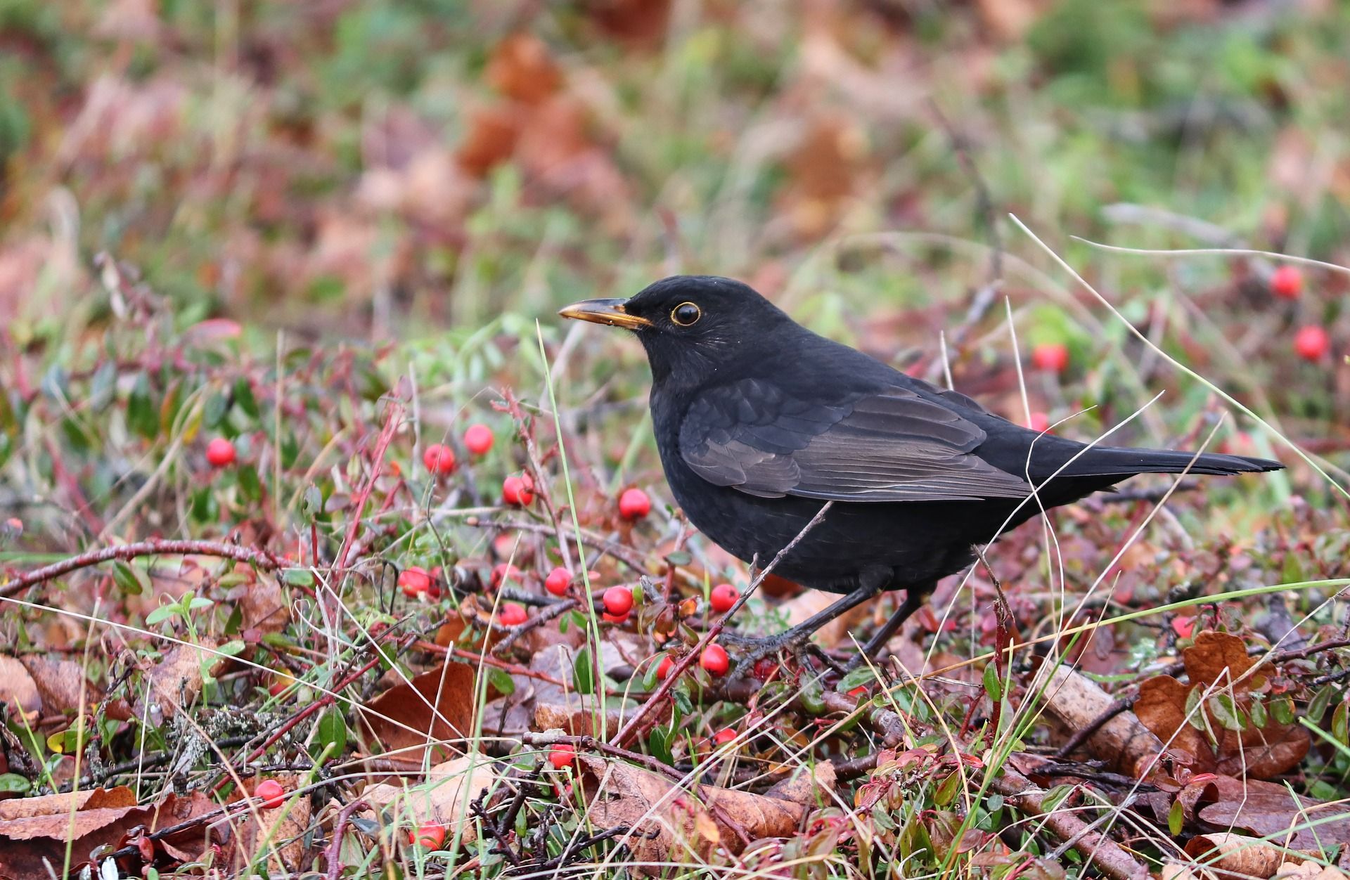 Ejemplar de mirlo. Los ácaros de las aves limpian su plumaje / Foto: Pixabay