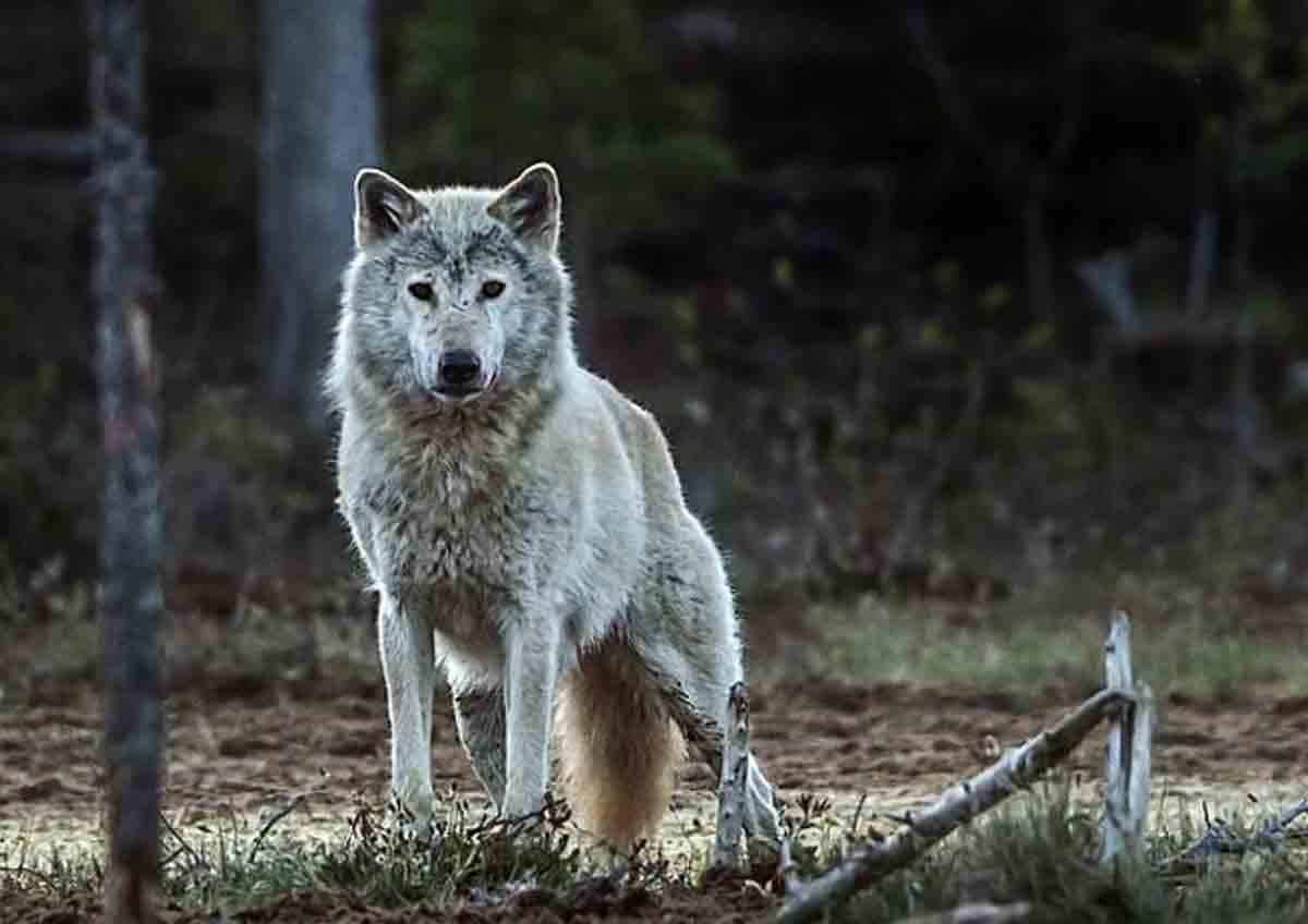 El lobo noruego sueco probablemente se haya ido para siempre / Foto: EP