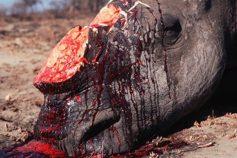 Rinoceronte africano víctima de la actividad delictiva / Foto: WWF