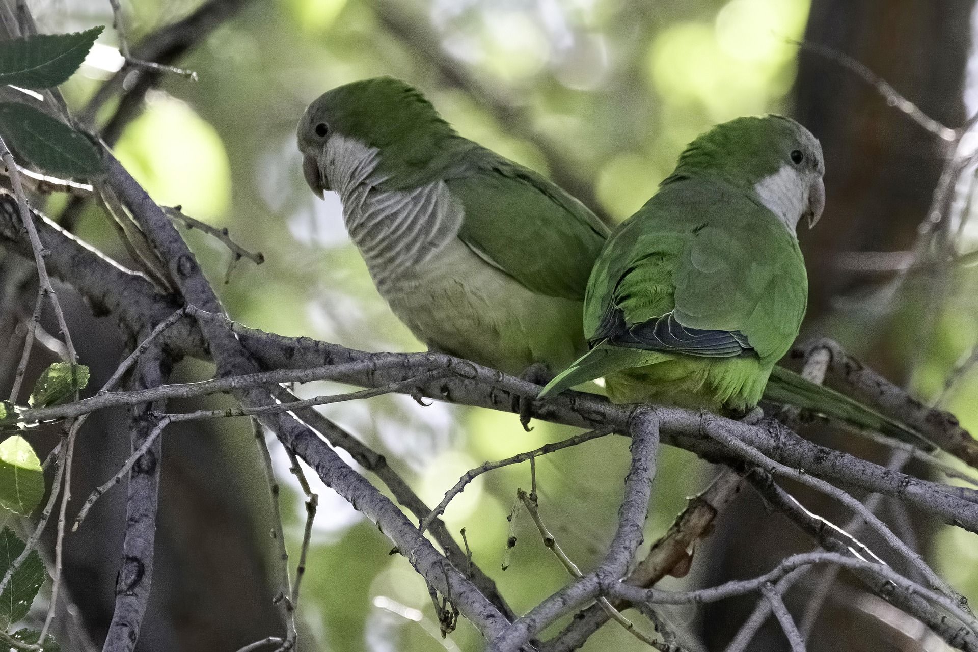 Cotorra argentina (‘Myiopsitta monachus’) se considera una de las especies invasoras que hay en Madrid / Foto: Pixabay