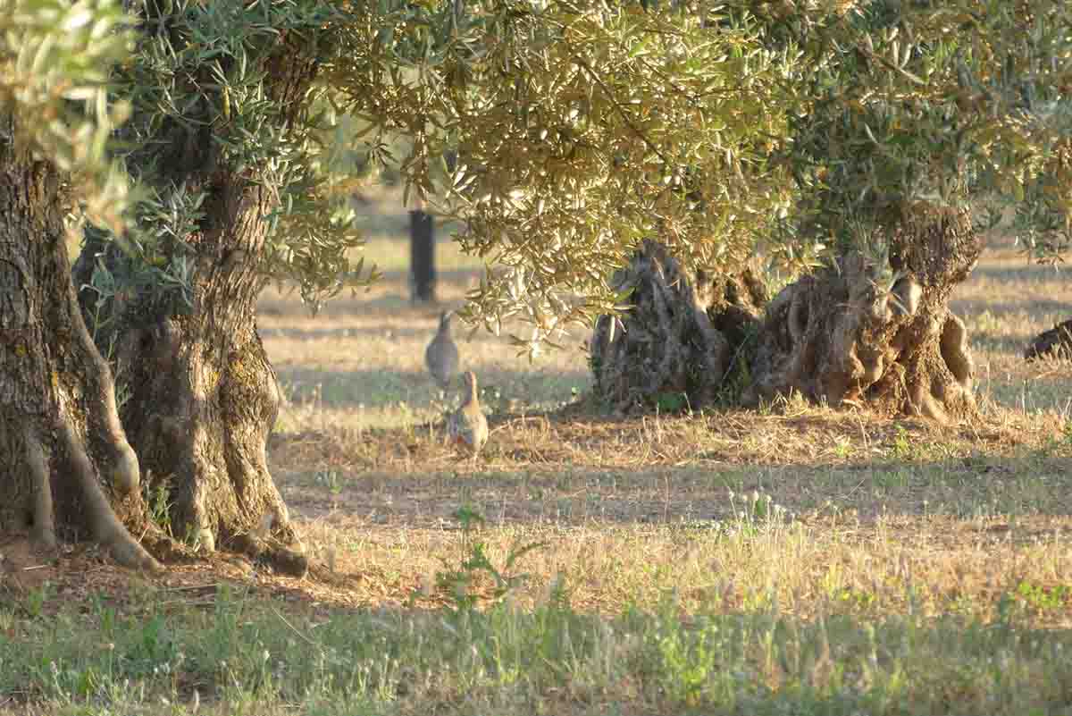 Perdices en un olivar / Foto: LIFE Olivares Vivos