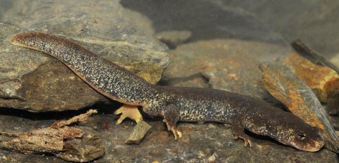 El tritón del Montseny vive en torrentes de agua fría con fondos pedregosos / Foto: Benny Trapp - Wikipedia