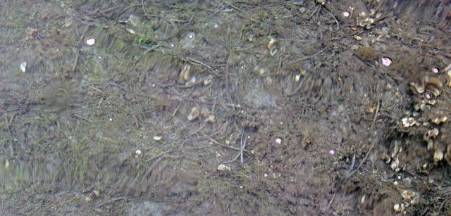 Fondo marino de Cala Galladera tupido por el alga invasora 'Caulerpa cylindracea' / Foto: O. Corominas - EA