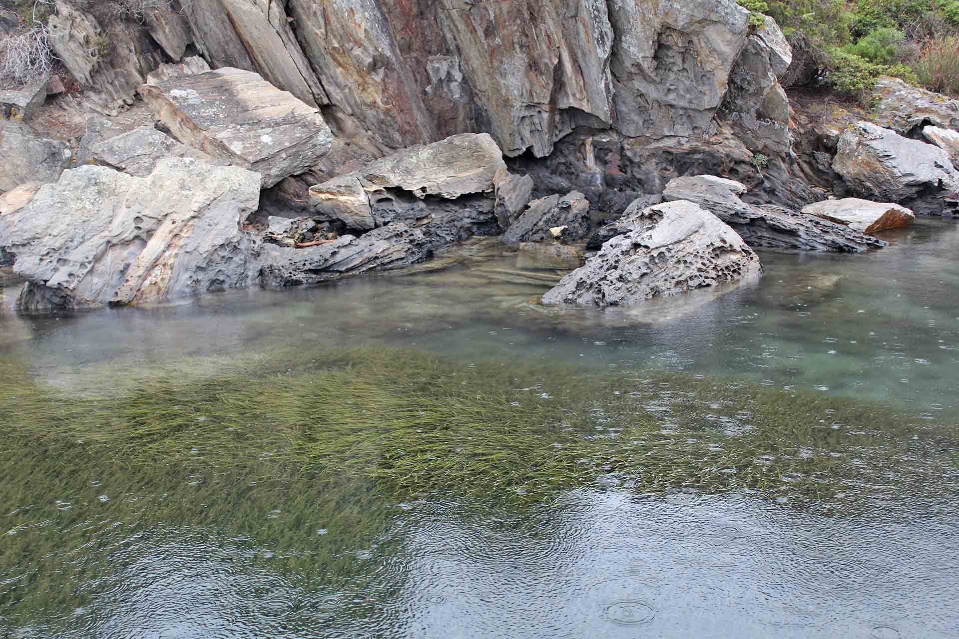 Praderas de posidonia, presentes en todo el litoral de El Parque Natural de Cap de Creus / Foto: O. Corominas