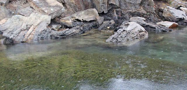 Praderas de posidonia, presentes en todo el litoral de El Parque Natural de Cap de Creus / Foto: O. Corominas