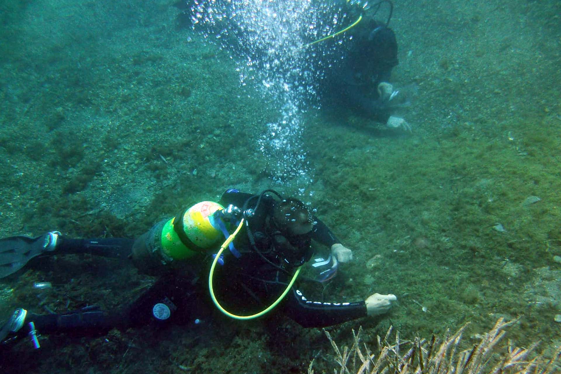 Dos buzos extraen 'Caulerpa cylindracea' en el fondo marino de Cala Sa Sabolla en Cap de Creus, Gerona (Cataluña) / Foto: Jose Mercado - Promar - EA