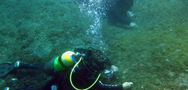 Dos buzos extraen 'Caulerpa cylindracea' en el fondo marino de Cala Sa Sabolla en Cap de Creus, Gerona (Cataluña) / Foto: Jose Mercado - Promar - EA