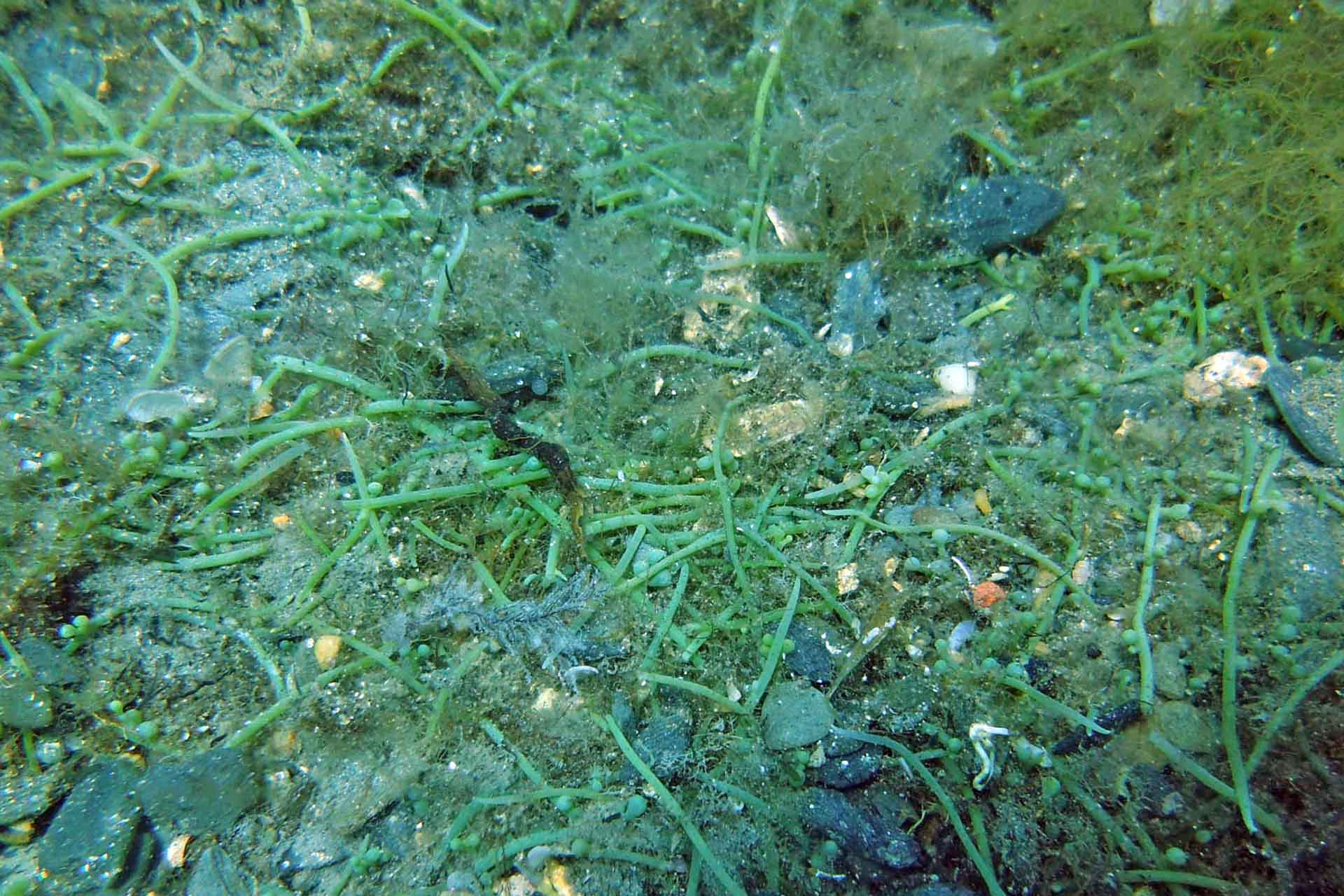 Área de la invasión biológica de la 'Caulerpa cylindracea' en el fondo marino de Cala sa Cebolla en Cap de Creus, Gerona (Cataluña) / Foto: Jose Mercado - Promar - EA