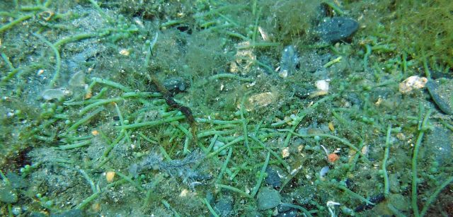 Área de la invasión biológica de 'Caulerpa cylindracea' en el fondo marino de Cala Sa Sabolla en Cap de Creus, Gerona (Cataluña) / Foto: Jose Mercado - Promar - EA