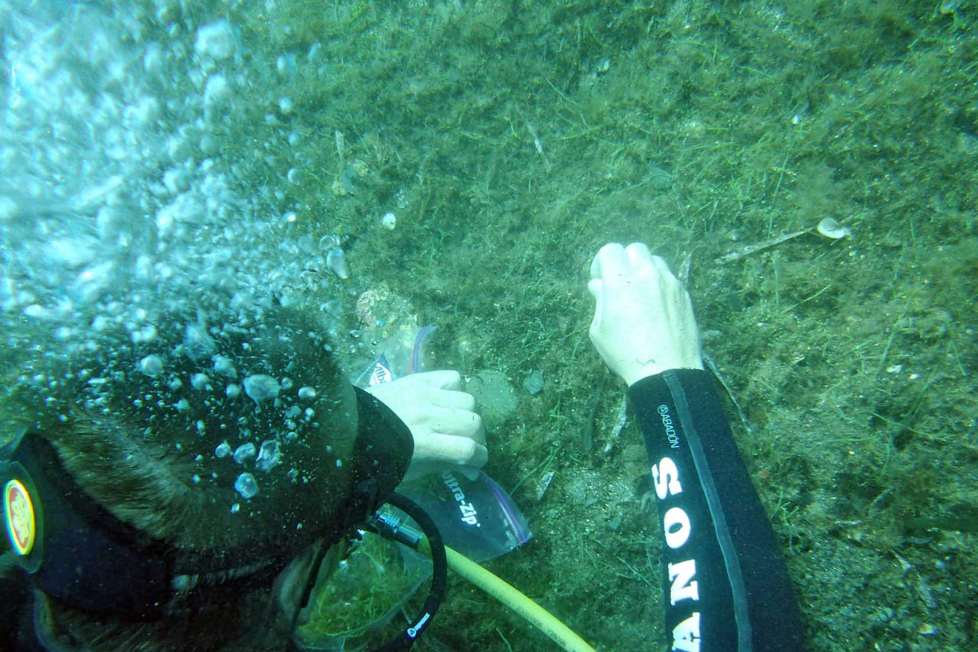 Un buzo extrae manualmente 'Caulerpa cylindracea' en el fondo marino de Cala sa Cebolla en Cap de Creus / Foto: Jose Mercado - Promar - EA