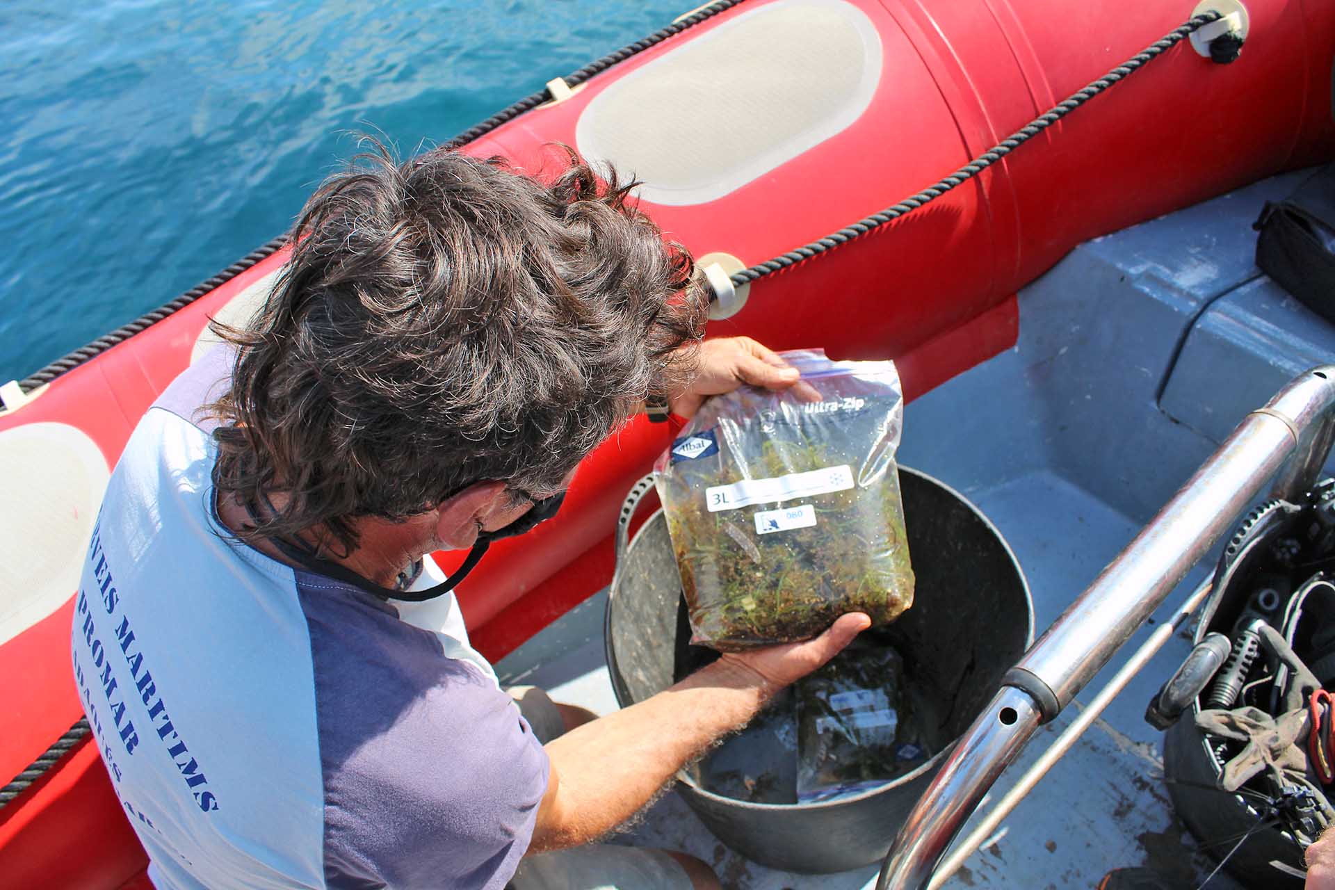 El responsalbe de la empresa Promar, Jose Mercado, muestra una bolsa de tres kilos con restos del alga invasora recogida / Foto: O. Corominas - EA