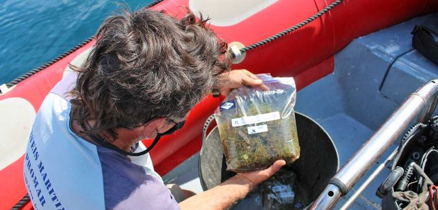 El responsalbe de la empresa Promar, Jose Mercado, muestra una bolsa de tres kilos con restos del alga invasora recogida / Foto: O. Corominas - EA