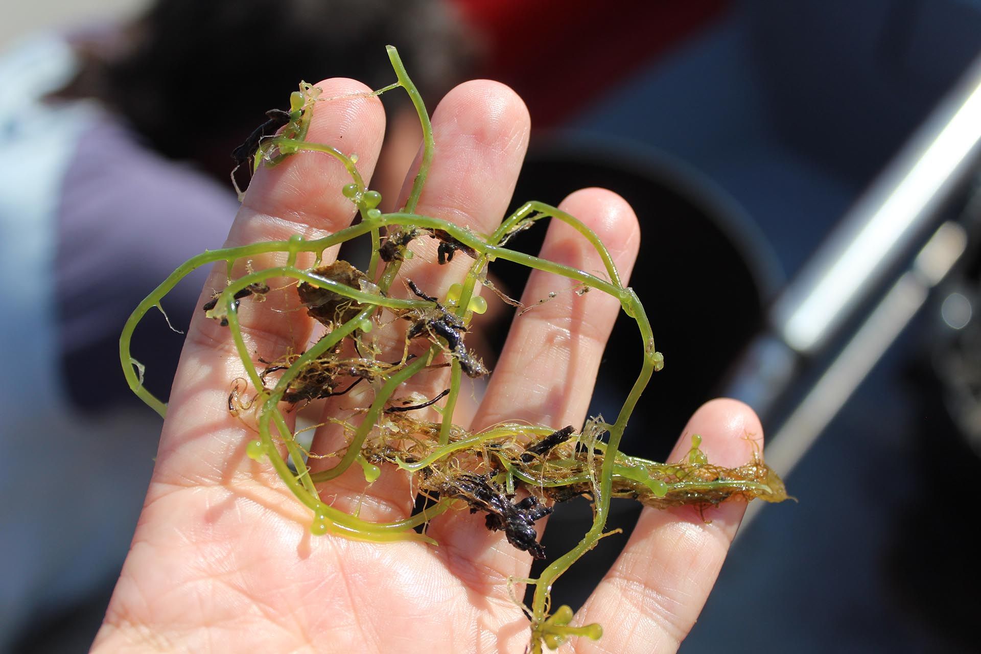 Restos de la especie invasora 'Caulerpa cylindracea' / Foto: O. Corominas - EA