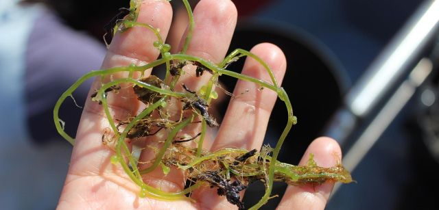 Restos de la especie invasora 'Caulerpa cylindracea' / Foto: O. Corominas - EA