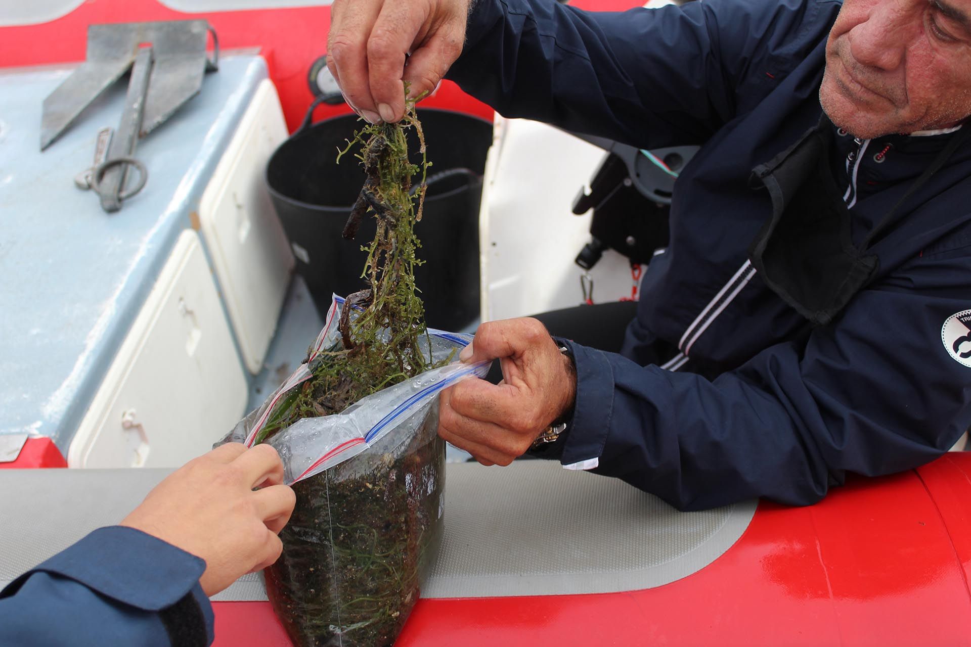 Una bolsa de tres kilos repleta de restos de la invasora / Foto: O. Corominas - EA